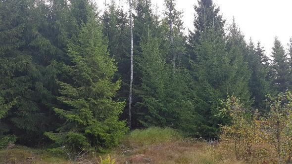 Områdets topografiska karaktär gör att det delvis utgör ett refugium i landskapet, där skogsbruket inte kunnat bedrivas på samma sätt som i andra närliggande områden.