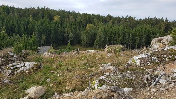 Området har generellt få naturvärdeselement och inga naturvårdsarter påträffades.