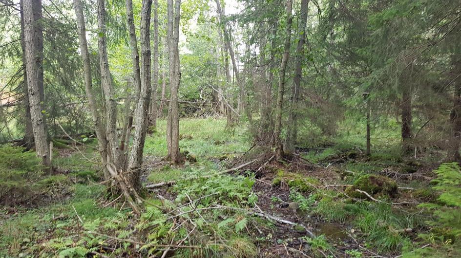 5.14 OMRÅDE 14 Området utgörs av en översilningsskog med al, gran och björk. Området är fuktigt och det förekommer en del liggande och stående död ved.