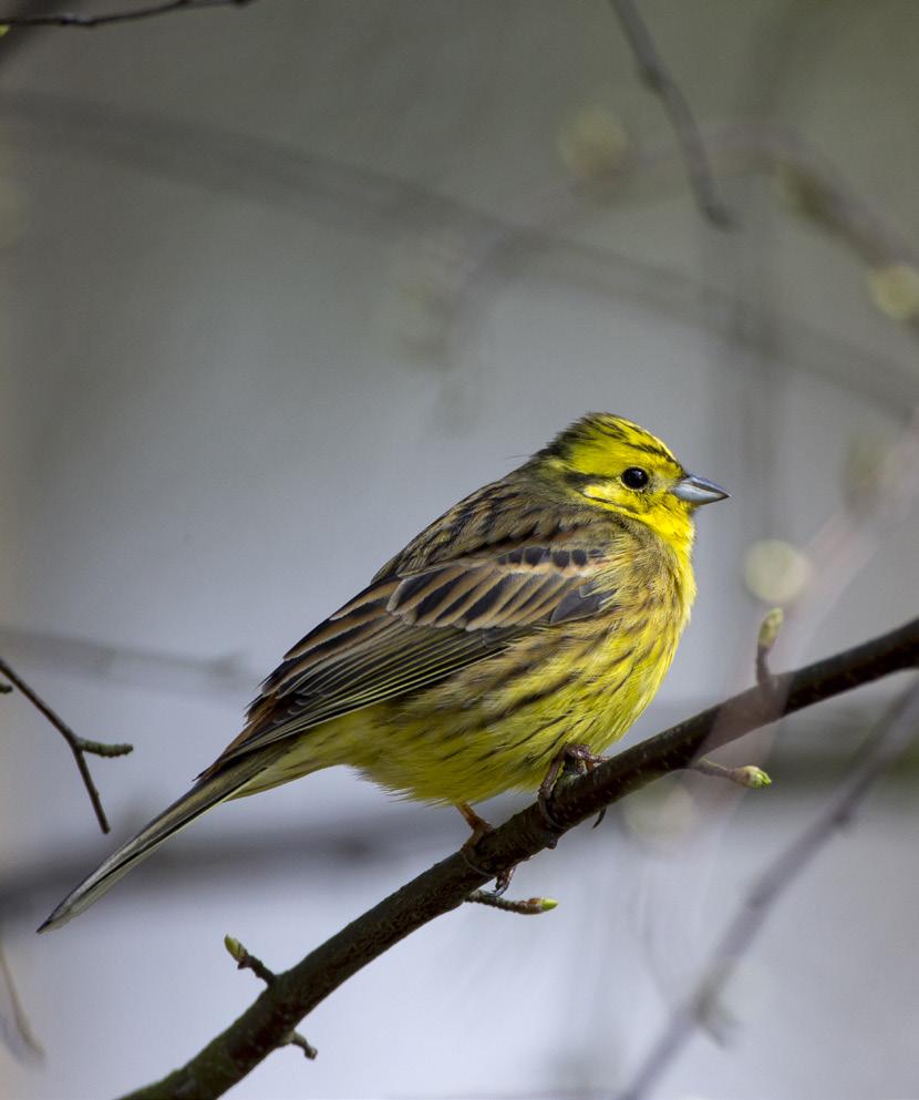 ljungpipare, rödvingetrast, stare, tofsvipa, skogsduva, grönfink, fasan, ärtsångare och gulsparv, de flesta arter som är knutna till jordbruksmark. I Södra Norrland är bilden mer negativ än tidigare.
