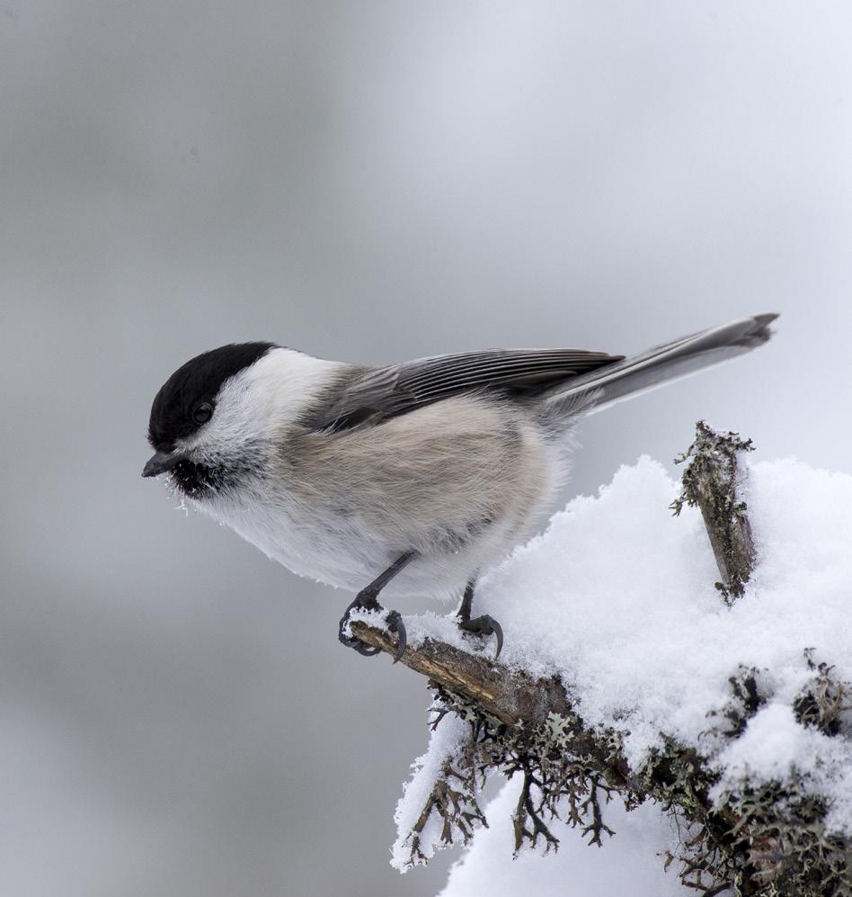 Medeltemperaturen var över det normala i hela landet och temperaturöverskottet ökade successivt längre norrut i landet.