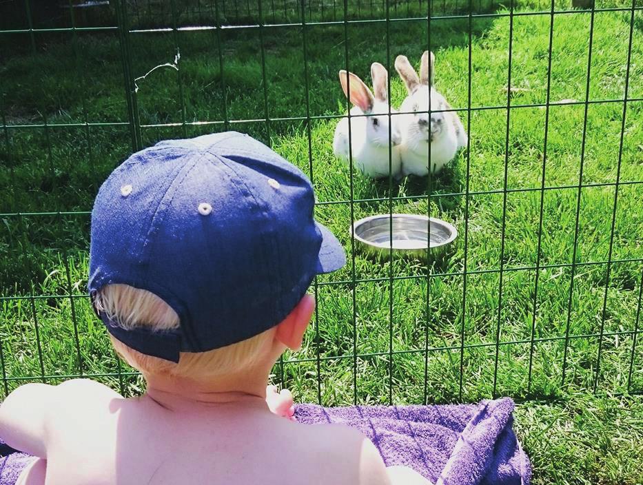Tredje kurstillfället: Körkort på kanin- Hand Foto: Anna Ranvide I naturen är kaninen: Foto: Anna Ranvide Ett bytesdjur (dvs. den vill kunna gömma sig).