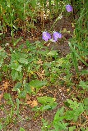 Campanula rotundifolia Latinskt namn: Campanula rotundifolia Svenskt namn: blåklocka a Campanulaceae a naturlig ståndort 10-50 cm a grönt tak ståndort 10-20 cm b juli-september a juni-augusti b