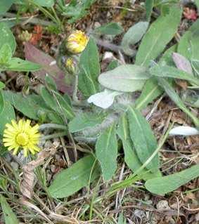 Hieracium pilosella Latinskt namn: Svenskt namn: Naturlig ståndort: Sol/skuggtålighet: Skiktdjup: Blomningsfärg: Lämplighet: Origanum vulgare Latinskt namn: Svenskt namn: Naturlig ståndort: