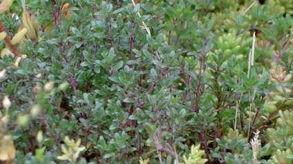 Sedum acre Latinskt namn: Svenskt namn: Naturlig ståndort: Sol/skuggtålighet: Skiktdjup: Blomningsfärg: Lämplighet: Thymus serphyllum Latinskt namn: Svenskt namn: Naturlig ståndort: