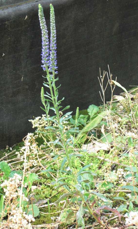 Veronica spicata Latinskt namn: Svenskt namn: Naturlig ståndort: Sol/skuggtålighet: Skiktdjup: Blomningsfärg: Lämplighet: Veronica spicata axveronika a Scrophulariaceae a naturlig ståndort 10-40 cm a