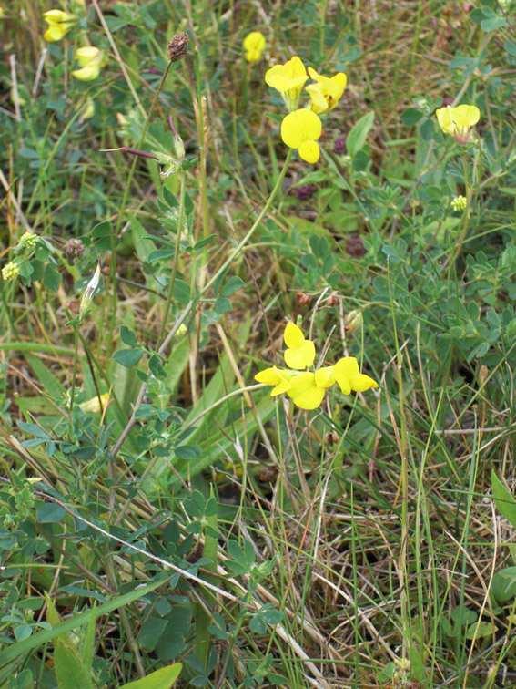 torrt-friskt e Figur 36: Lotus corniculatus.