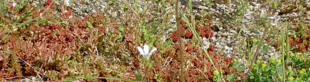 granulata Svenskt namn: mandelblom a Saxifragaceae a naturlig ståndort 10-35 cm