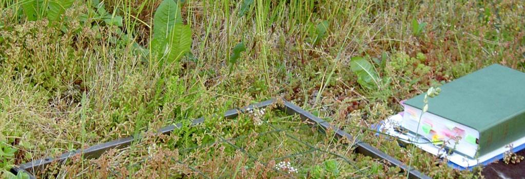 inventeringsrutorna. En jämnt fördelad storrutsplacering på takytan har eftersträvats. En ram på 0,5 x 0,5 m är utplacerad vid pinnarna.