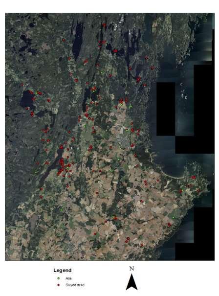 Resultat Antal skyddsvärda träd Sammanlagt registrerades 390 skyddsvärda träd (figur 2). Av de totalt 390 inmätta träden var 234 st jätteträd, dvs med en brösthöjdsdiameter över en meter.