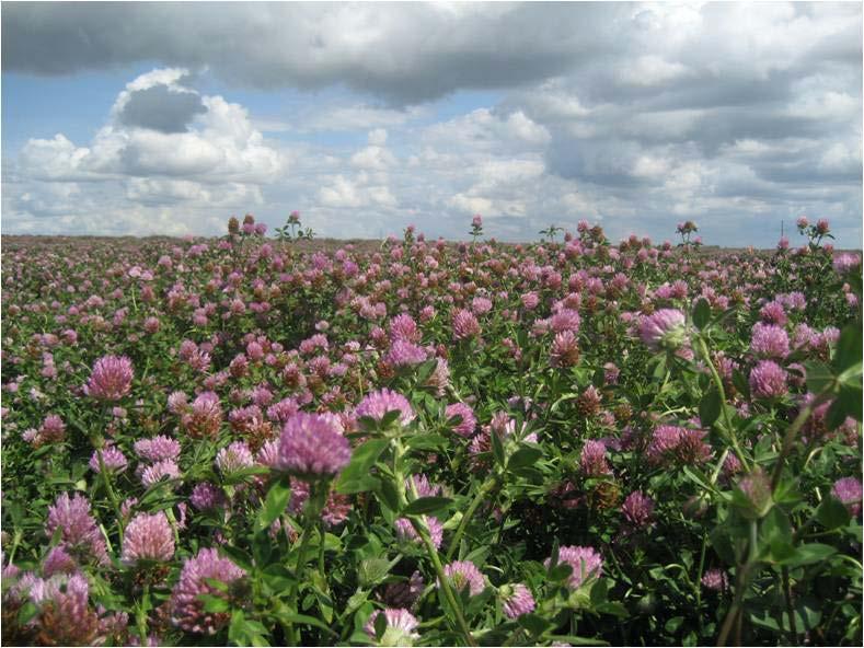 Slutrapport 2013 till SLU EkoForsk för projektet: Ökad biologisk mångfald ger förbättrad pollinering i ekologisk produktion av vitklöverfrö och rödklöverfrö Projektansvarig: Lars Andersson,