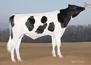 Produktionstjur Fett + Protein +138 Bentjur +2,61 Styrka & Korrekthet BLOWTORCH 1HO11905 SYRYCZUK SILVR BLOWTORCHET Born: 05/08/15 Reg.