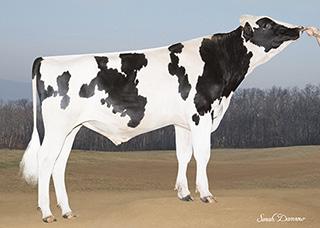 MGS: PINETREE ALTAOAKET MGD: SYRYCZUK BOOKEM BRIA VG86, VGMS, DOM 306 2x 280d 29,700m 4.3 1268f 3.7 1088p lbs.
