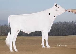 Typ & Style Topp produktion Dotteröverlevnad MAGNUS 1HO11669 WET TUFFENUFF MAGNUSET Born: 12/26/14 Reg.