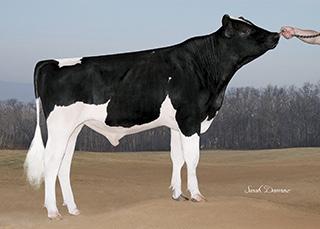 MGS: MOUNTFIELD SSI DCY MOGULET MGD: MISS OCD ROBST DELICIOUSET VG87, VGMS, DOM 205 2x 305d 25,780m 3.5 908f 3.1 793p lbs.