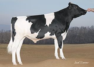 Typ och Style, Protein och FettKung, TPI och $NM. CHICO 1HO11950 NOFLA MONTROSS CHICOET Born: 05/28/15 Reg.