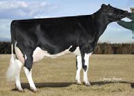 RAEREDET VG87, VGMS 203 3x 365d 31,860m 4.3 1358f 3.3 1054p lbs. ICC$ +$838 LNM$ +$784 75%R 99%ile HLTH$ +$205 FM$ +$690 FYFT$ +$16 CM$ +$825 CABL$ +$46 Milk 1138M 78%R PREF$ +$435 Protein 55P 0.