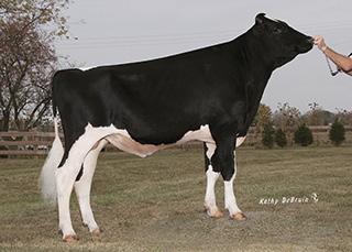 Style & Produktion Tango x Numero Uno Robottjur & Överlevnad FEISTY 1HO11629 MORNINGVIEW TANGO FEISTYET Born: 06/20/14 Reg.
