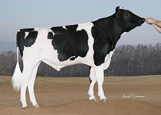 01% MABL$ +$133 Fat 65F 0.07% CFP 105 Prod. Life 5.70 73%R DPR 2.90 72%R SCS 2.88 PTAT 1.84 77%R TPI 2517 UDC 1.72 Foot & Leg Comp 0.77 Sire Calving Ease 7.7% 95%R Daughter Calving Ease 5.