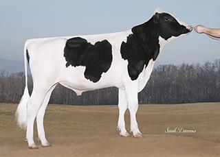 Haltförbättrare Polled med Röd faktor, Bra kalvningsförlopp God kalvöverlevnad CASSIUSP *RC 1HO11660 TRIPLECROWN ME CASSIUSPET Born: 11/20/14 Reg.