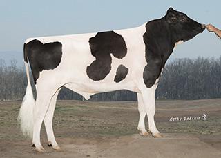 Polled med Röd faktor, God Kalvöverlevnad, Både Mor & Mormor är röda. PIRANHAP *RC 1HO11328 BUCKHCREEK MGL PIRANHAP Born: 06/01/13 Reg.