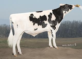 MGS: CRACKHOLM SECURE RED MGD: BUCKHCREEK L PANSYREDET VG88, VGMS 306 2x 365d 27,630m 3.6 1002f 3.4 927p lbs.