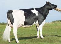 50 73%R SCS 3.00 Dam: BuckHCreek Poppy PRedET EX90, EXMS MGD: PTAT BuckHCreek L PansyRedET 2.13 78%RVG88, TPI VGMS 2260 UDC 2.53 Foot & Leg Comp 1.30 91906 97529 195/GC90 380 Sire Calving Ease 8.