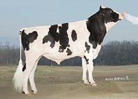 BrianP RC Relief P x Super,M SpruceHaven VG85, MM PottersField J Bella VG86.