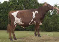 Ayrshire SIREN Percy x Burdette, M Conebella Burdettés Seren. 9169 91429 170 Lifetime NM +$280 53%R 85%ile Cheese Merit +$292 Fluid Merit +$258 Milk 1091M 63%R Protein 34P 0.00% Fat 38F 0.