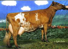 0% 0%R Daughter Pregnancy Rate 1.5 36%R Sire Fertility (SCR) 1.0% 57%R Storlek Kort Reslig 2.7 Kroppsst. Vek Stark 1.2 Kroppsdjup Grund Djup 1.3 Mjölkprägel Tät Öppna revb 0.