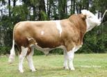 Dam: Snow Valley Vigor Poohbear 120846 71579 170 1110 94350 240/GC90 380 EX91 PREMIER Brown Swiss 1BS00593 ONAWHIM PREMIER Born: 04/25/12 Reg.