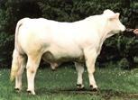 110: 71460 85: 71521 QUAKER HILL BIG DADDY 4W2 1AN01369 18025243 A reliable calving ease bull that ranks in the top of the breed for growth, ribeye area and $Weaning.