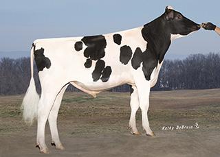 Super Produktion Day son Komplett Tjur TUFFENUFF 1HO11426 COOP DAY TUFFENUFFET Born: 08/24/12 Reg.