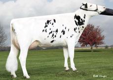 4 82%R Dam: Ms Pride Plnt Tasket 788ET Daughters 270 VG85, VGMS MGD: Mspride Shotle Ticker594ET Herds 69 VG86, VGMS SCS 2.72 91586 97421 260 PTAT 1.54 84%R TPI 2519 UDC 1.51 Foot & Leg Comp 0.