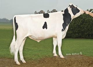 Net Merit Kung Robust x Planet Produktion Överlevare CABRIOLET 1HO10396 COOP ROBUST CABRIOLETET Born: 06/27/11 Reg.