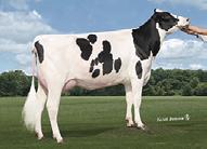 Protein 50P 0.08% MABL$ +$10 Fat 101F 0.23% CFP 151 Prod. Life 7.40 94%R DPR 1.20 96%R Daughters 4247 Herds 545 SCS 2.99 PTAT 0.25 98%R TPI 2487 UDC 0.09 Foot & Leg Comp 0.