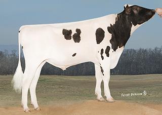 Epic x Trigger Överlevnad pl 7,20 Robottjut med juverkalitét STOIC 1HO11048 SPRUCEHAVEN STOICET Born: 09/10/12 Reg.