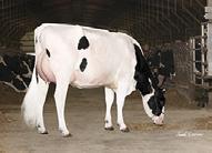 MGS: LARSACRES SHOT TRIGGERET MGD: POTTERSFIELD TY S8665 EX90, EXMS 508 2x 365d 41,147m 3.4 1384f 2.9 1206p lbs.