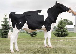 CDN 4/2017 Body Condition Score 96 Mastitis Resistance 101 91234 97294 GC90 320 Born: 06/11/10 Reg.