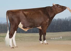 EXMS, GMD, Marta DOM EX92 EXMS 2E. 411 2x 305d 35,640m 4.3 1531f 2.9 1041p lbs. MARCELON MGS: PICSTON SHOTTLEET 1HO10175 MORNINGVIEW MARCELON CRIET Born: 06/11/10 Reg.