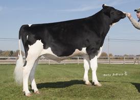DMS: 234345 aaa: 342 KappaCasein: BB Sire: BADGERBLUFF FANNY FREDDIE Allround Hälsotjur Dam: MORNINGVIEW SHTLE MADILYN EX94, EXMS, GMD, DOM 411 2x 305d 35,640m 4.3 1531f 2.9 1041p lbs.