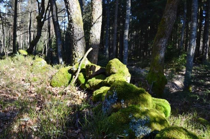 Lasjötorpet Tallskog