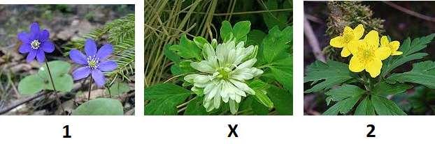 23 65 89 FRÅGA 3: VÅRBLOMMOR / ANEMONER dvs SIPPOR VUXEN: Det har varit och råder fortfarande lite strid inom vetenskapen då en av de