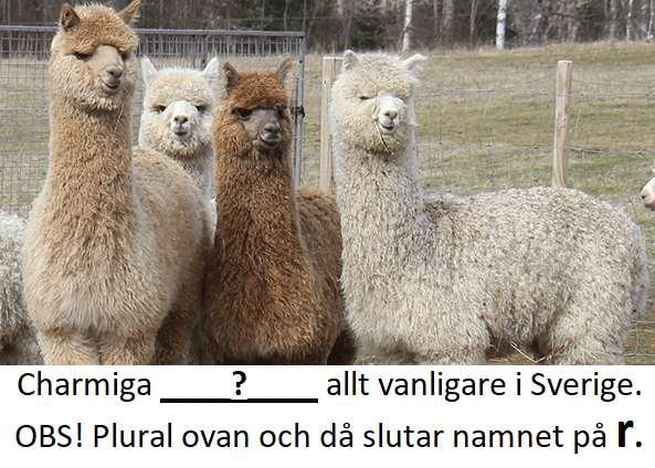 5 29 58 83 FRÅGA 5: DJUR PÅ A VUXEN: Tamt kameldjur från Anderna som är besläktat med vikunja.