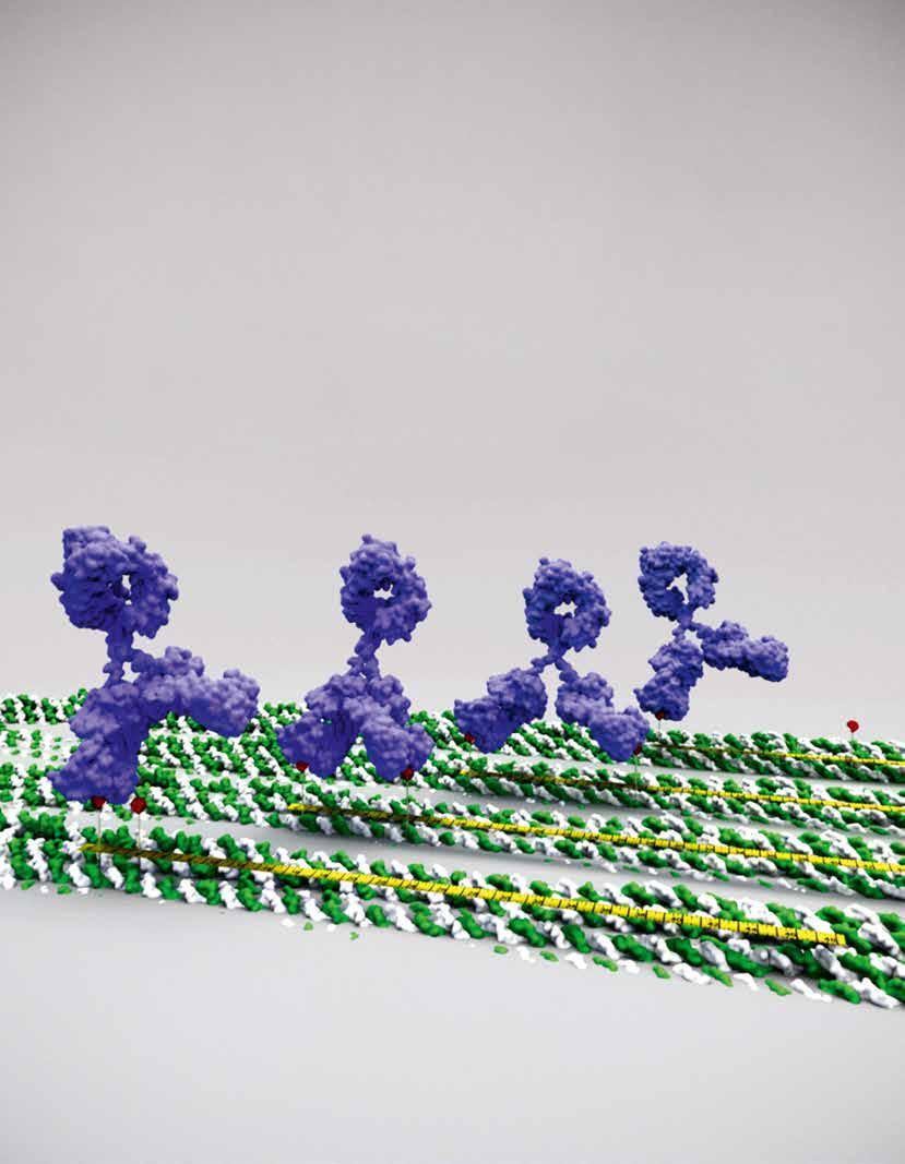 Intro Signaler BILDEN Läs mer om framtidens batterier på sidorna 14 17 Gör origami med DNA DNA-origami är ett sätt att bygga saker av DNA.