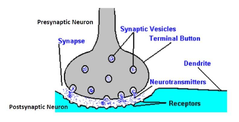 released from storage vesicles in presynaptic neurons in response to action potentials at the distal nerve endings where they bind to receptors on postsynaptic neurons (Figure 5).