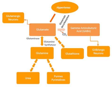 needs are altered by increased demand to support the metabolic adjustments needed to maintain blood pressure, the usual rate of synthesis is no longer sufficient and these nutrients become