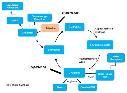 by reactive oxygen species. Hypertensa improves metabolic efficiency by providing supplemental glutamine to satisfy demands while conserving the glutamate tissue pool. Arginine.