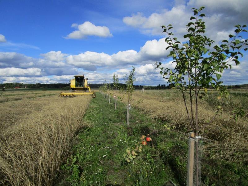 Fånggrödor, agroforestry, energiskog och kantzoner fångar kväve och kol och minskar erosionen Resultat från svenska försök (16-24 år)