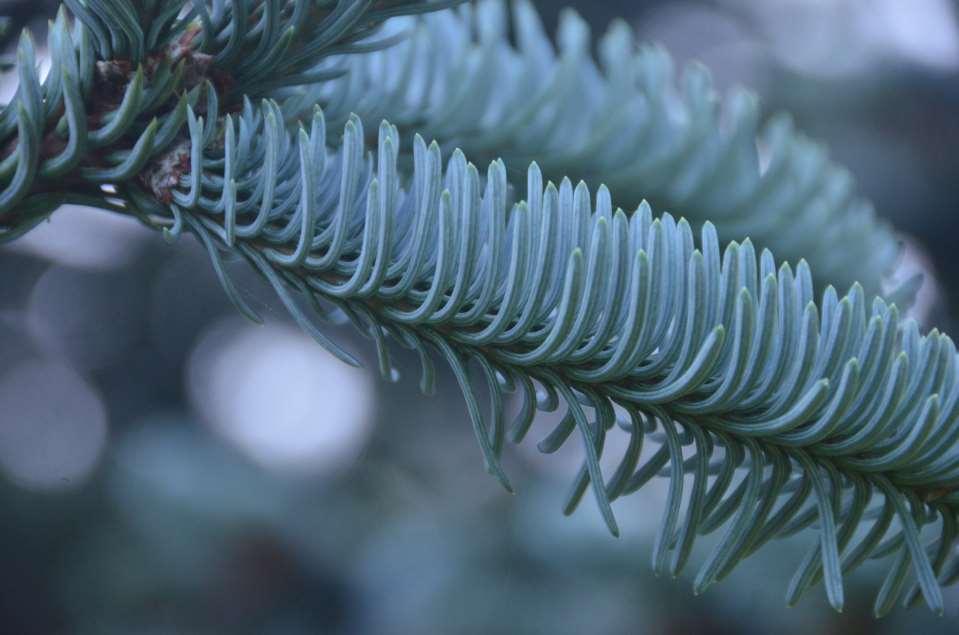 i-tree SVERIGE FÖR STRATEGISKT ARBETE MED TRÄDS